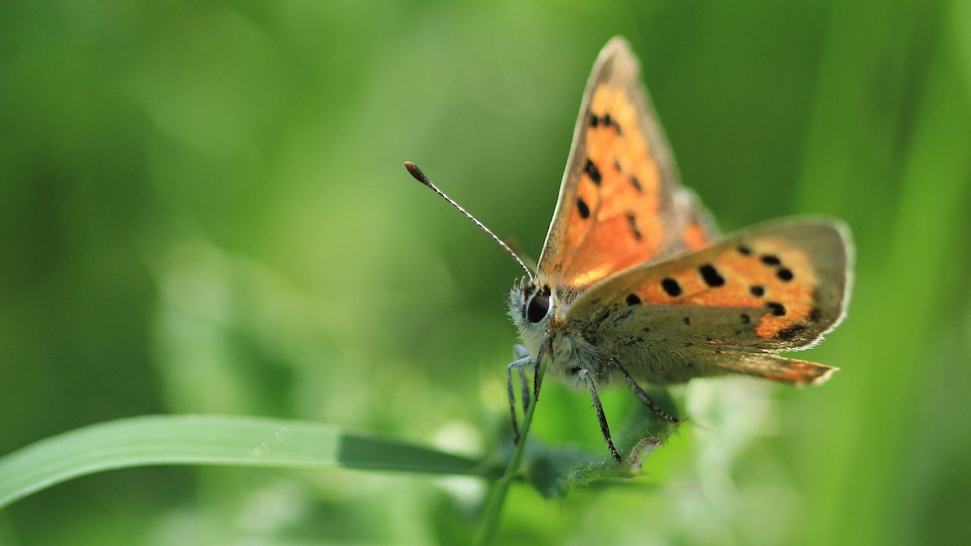Small copper butterfly perched on grass blade at Wilder Little Duxmore rewilding project, Isle of Wight