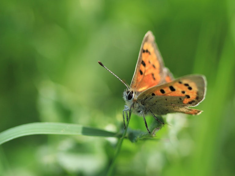 Small copper butterfly perched on grass blade at Wilder Little Duxmore rewilding project, Isle of Wight