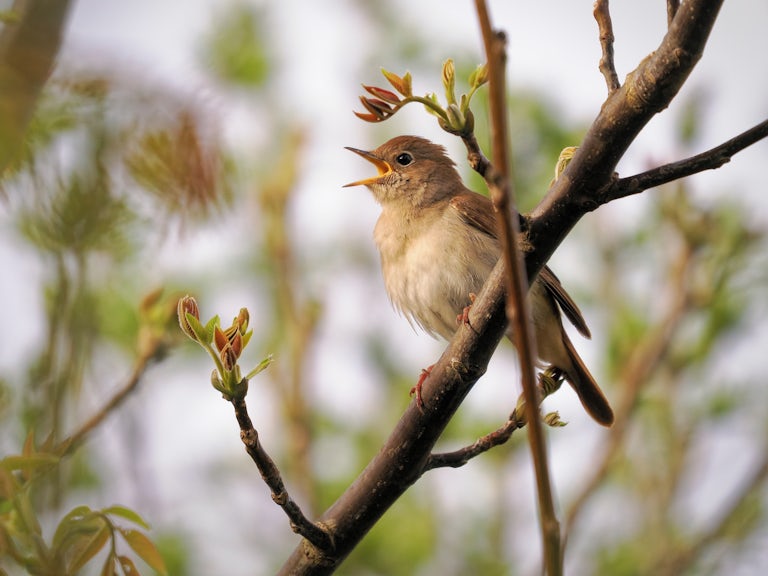 Nightingale