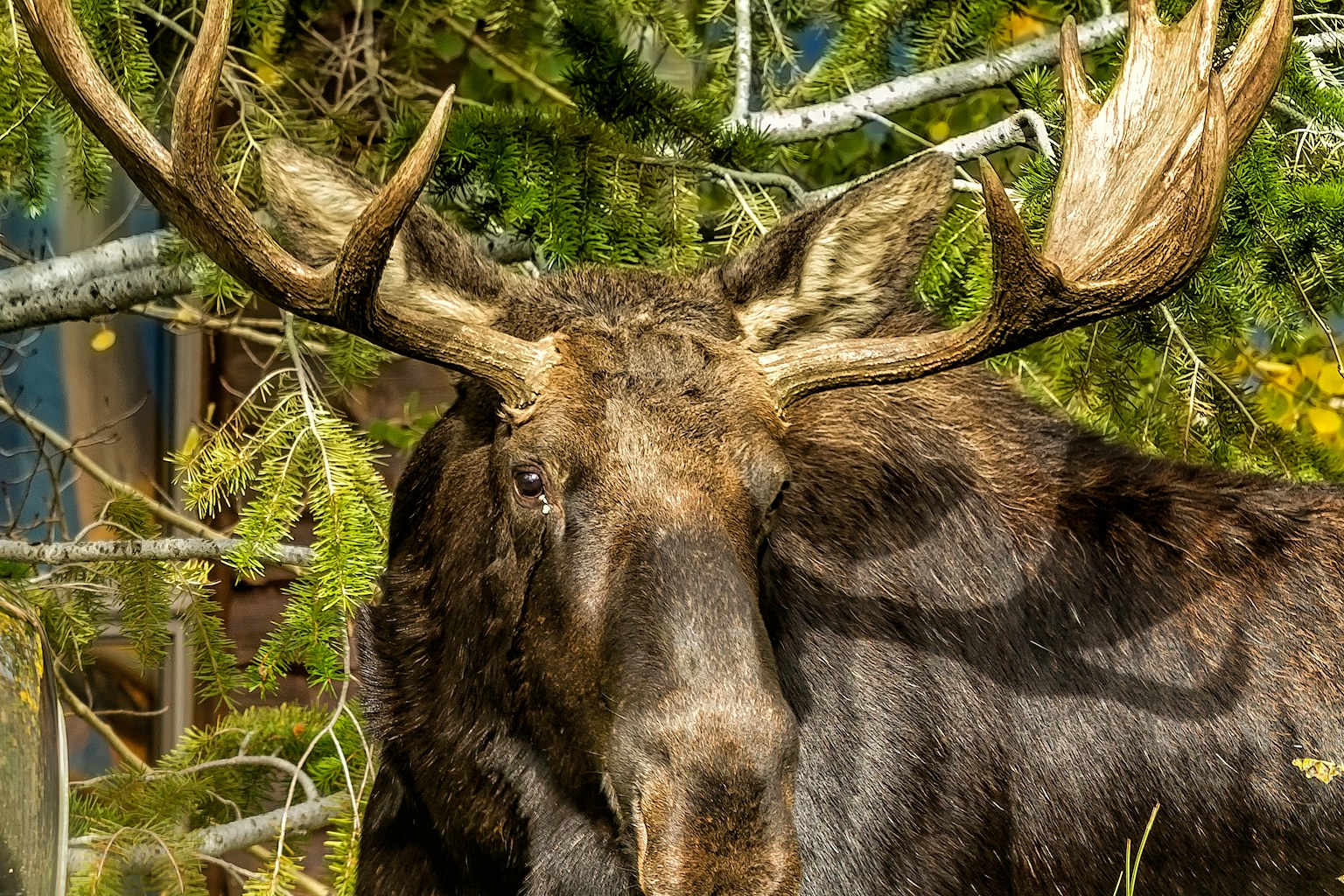 Elk