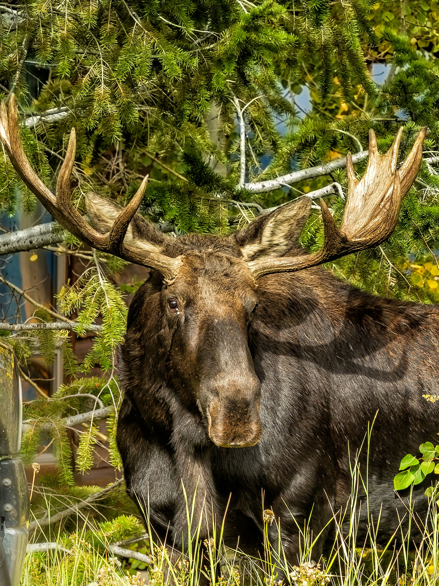 Elk
