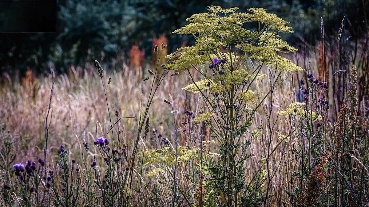 Wildflower meadow at Embercombe in rural Devon