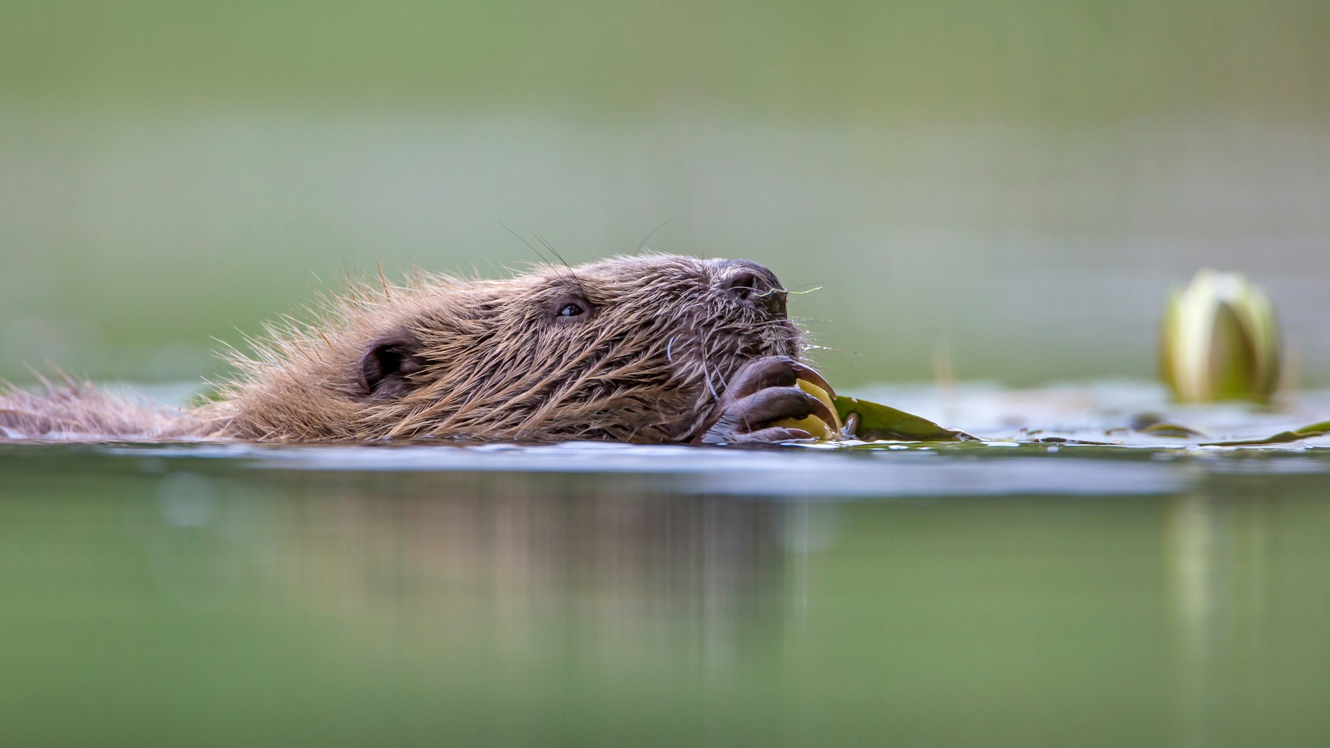 European beaver swimming near a water lily.
