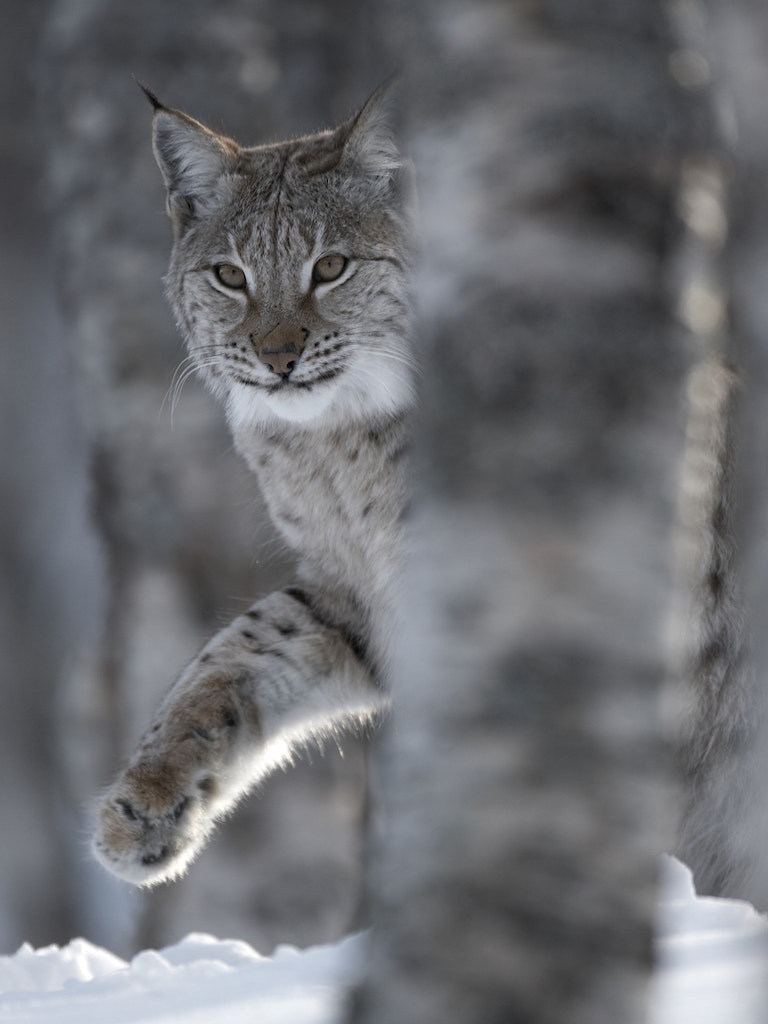 European Lynx adult female peering out from behind tree in winter birch forest in Bardu, Norway.