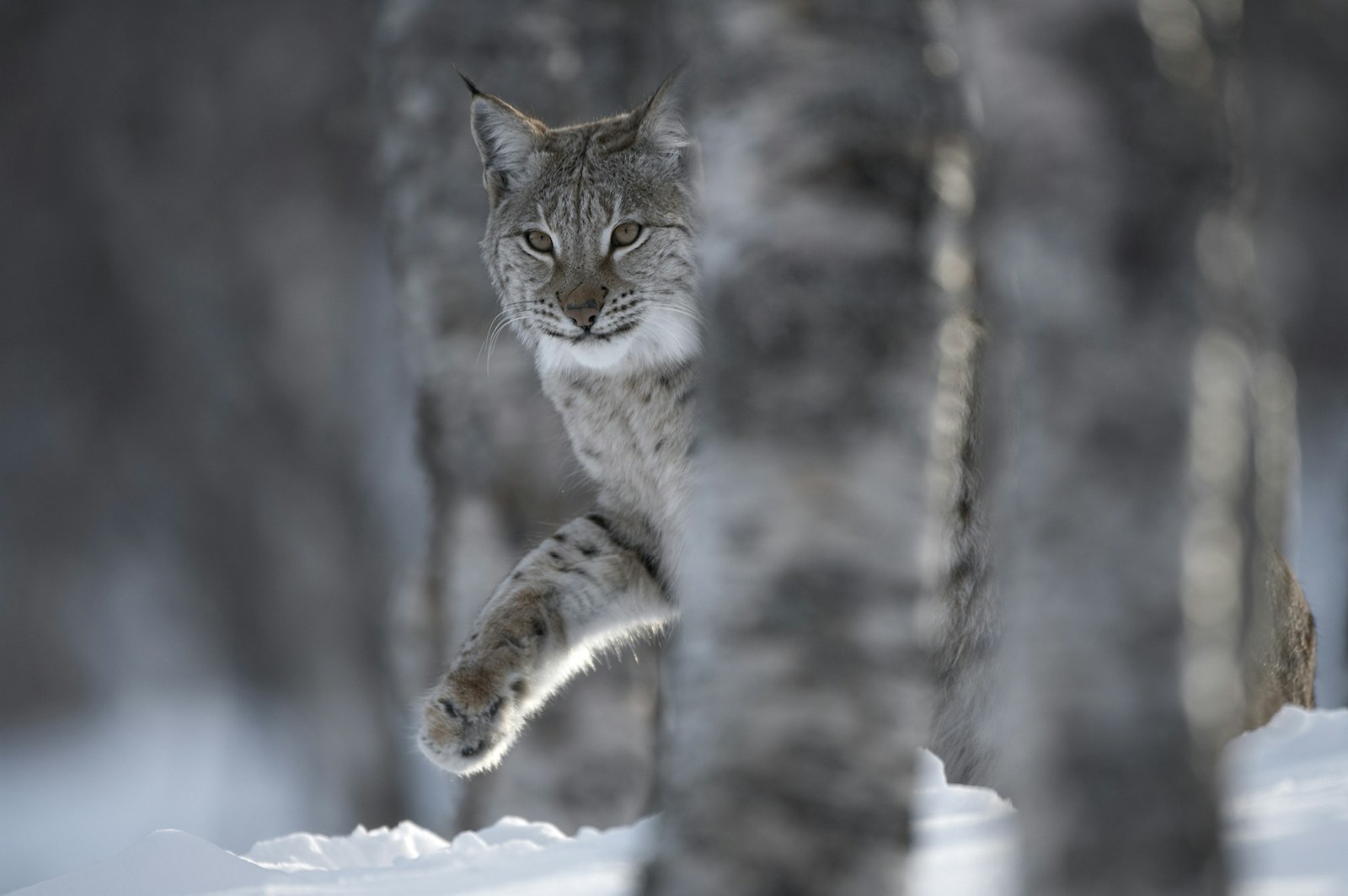 European Lynx adult female peering out from behind tree in winter birch forest in Bardu, Norway.