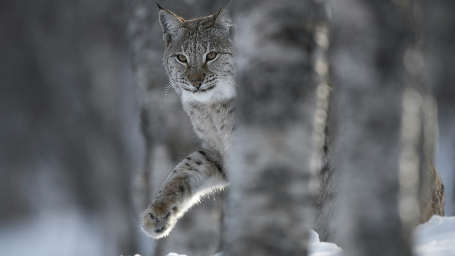 European Lynx adult female peering out from behind tree in winter birch forest in Bardu, Norway.