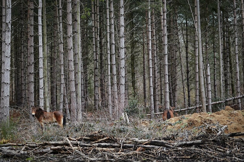A pony, one of the conservation grazers at the Blean, stands to the left in front of woodland