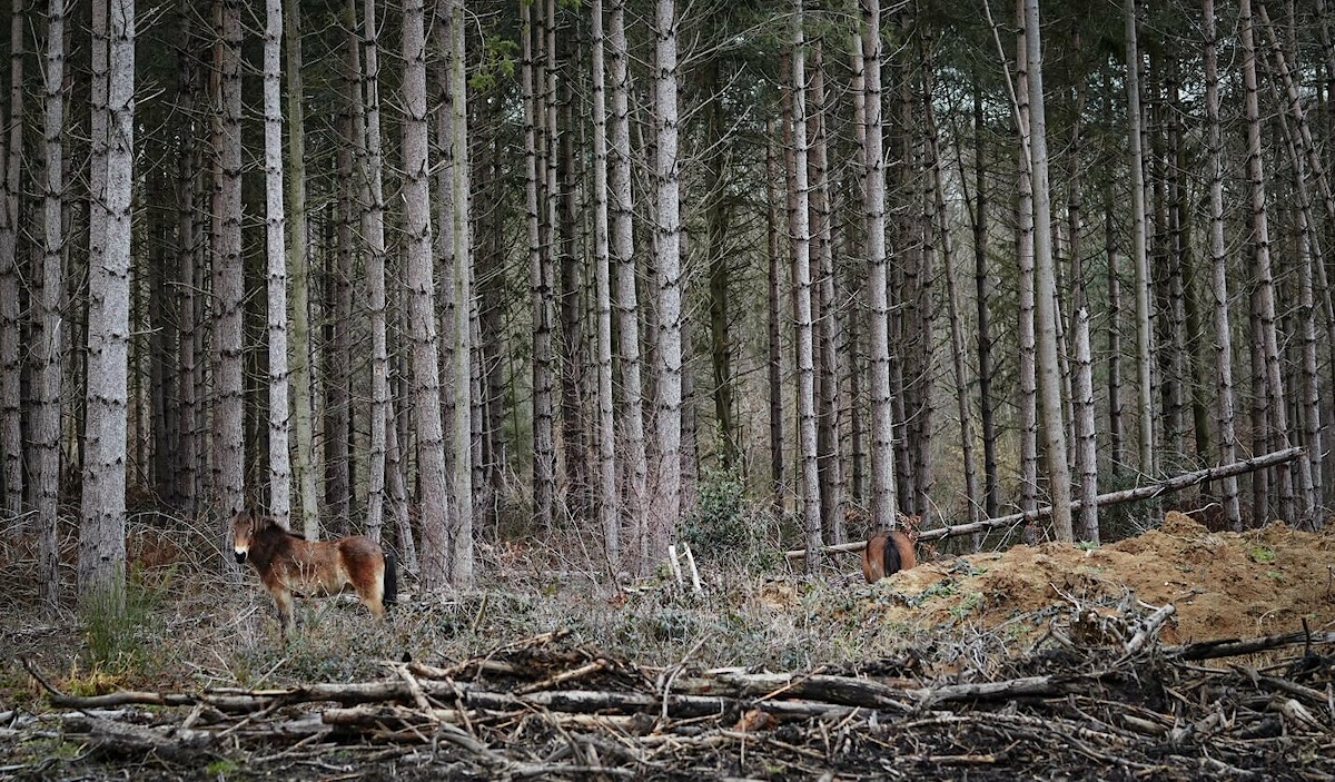 A pony, one of the conservation grazers at the Blean, stands to the left in front of woodland