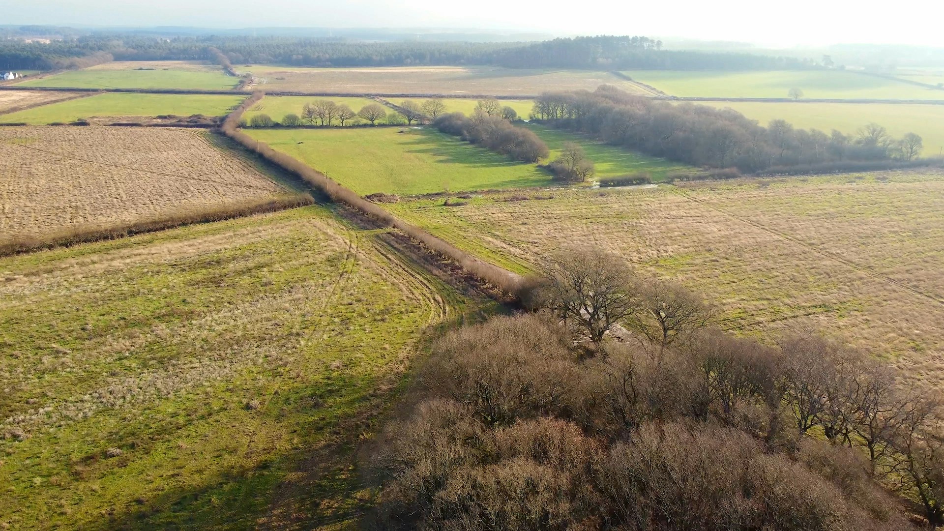 Landscape view of Wild Woodbury Rewilding Project in Bere Regis, Dorset