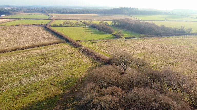 Landscape view of Wild Woodbury Rewilding Project in Bere Regis, Dorset