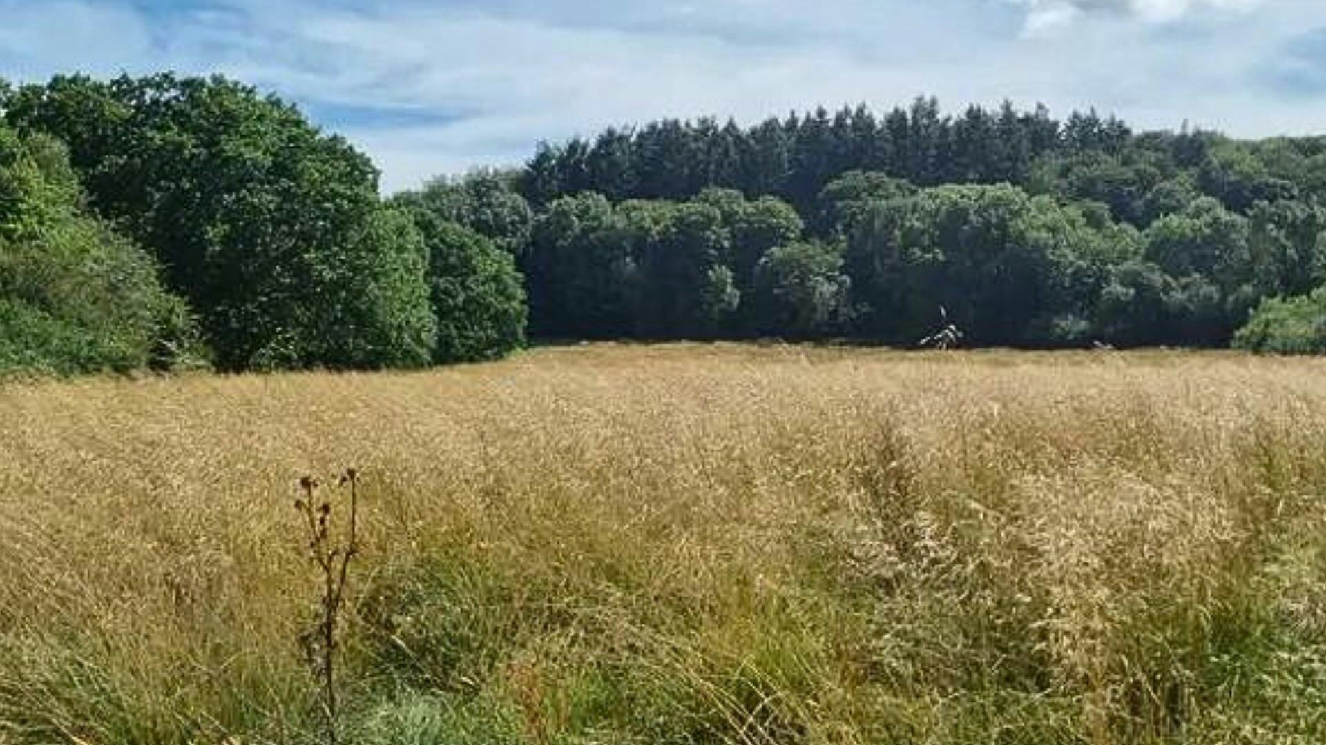Dry grassland with woodland in the background