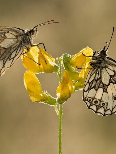 Two butterflies holding on to a yellow flower