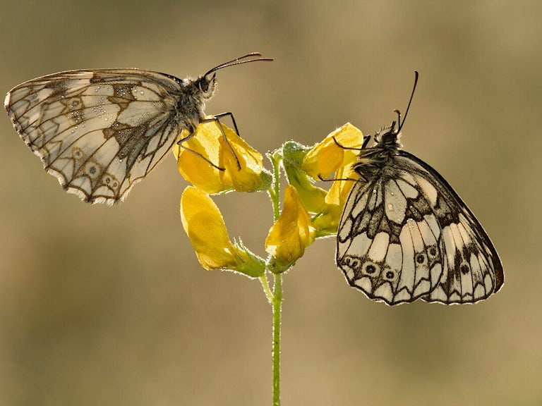 Two butterflies holding on to a yellow flower