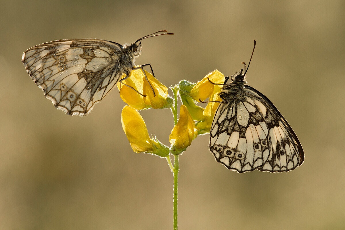 Two butterflies holding on to a yellow flower