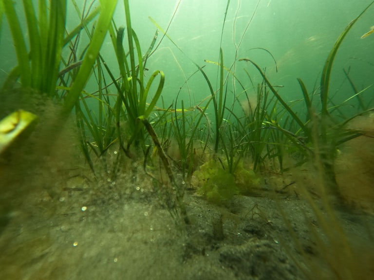 Seagrass restoration project in Inverie Bay Knoydart Climate Action Group