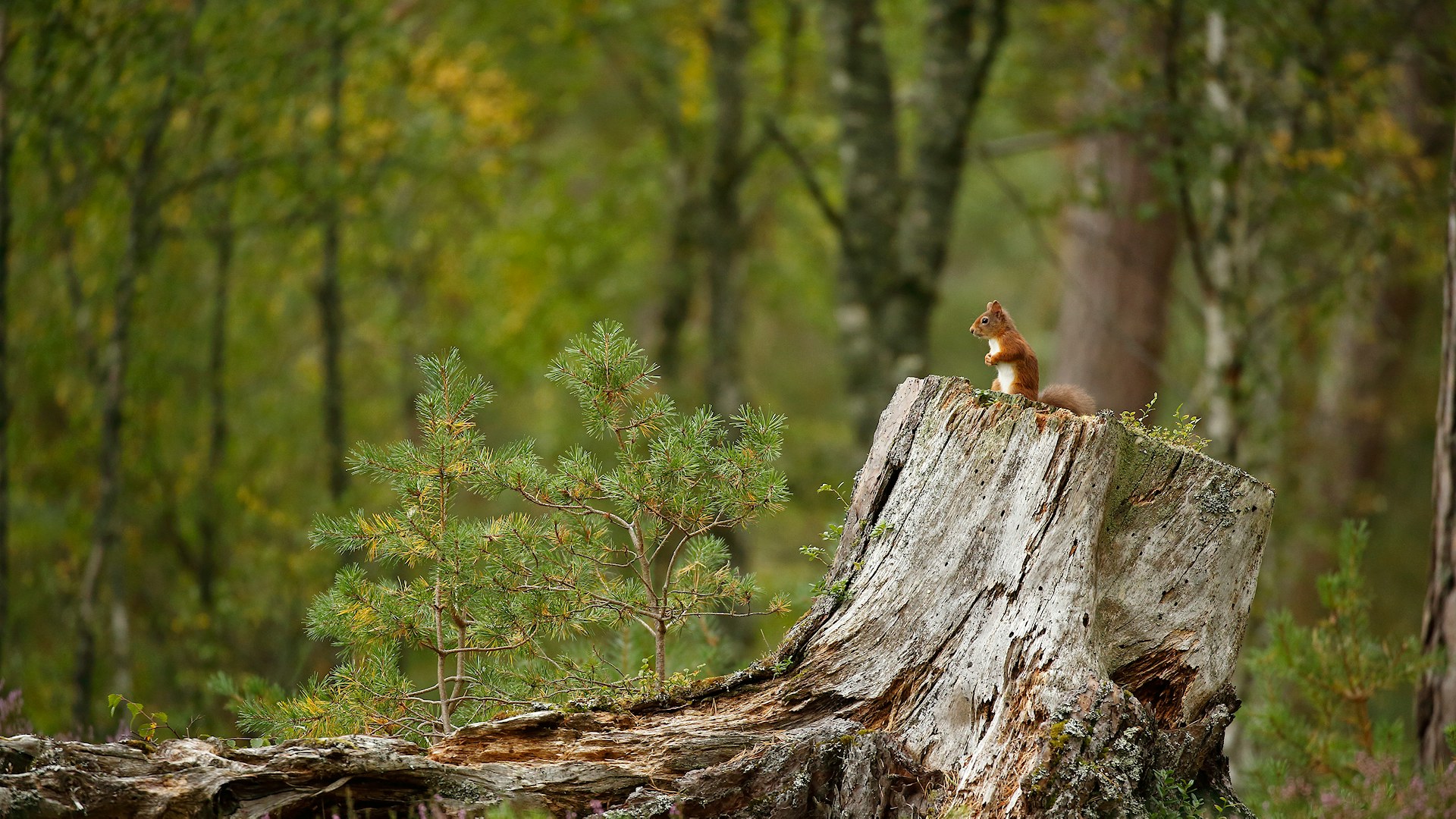 red squirrel on trunk