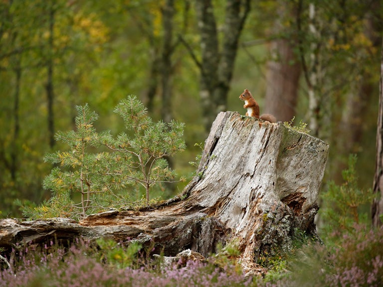 red squirrel on trunk