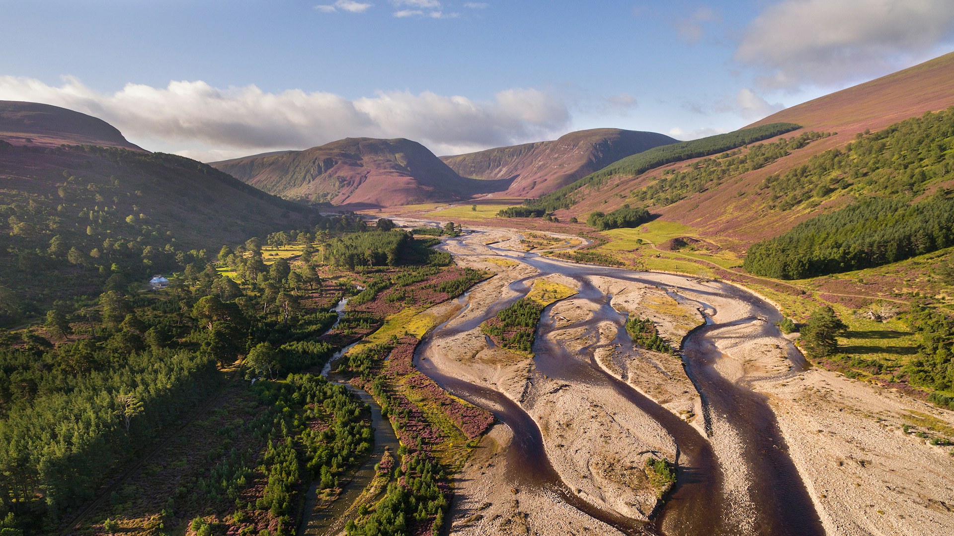 Regenerating Scots pines poking through flowering heather along the River Feshie in the Cairngorms National Park, Scotland.