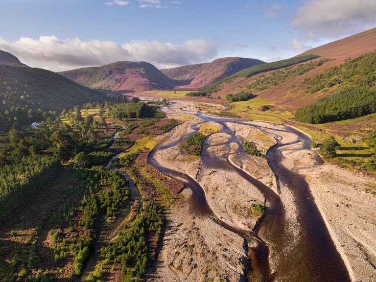 Regenerating Scots pines poking through flowering heather along the River Feshie in the Cairngorms National Park, Scotland.