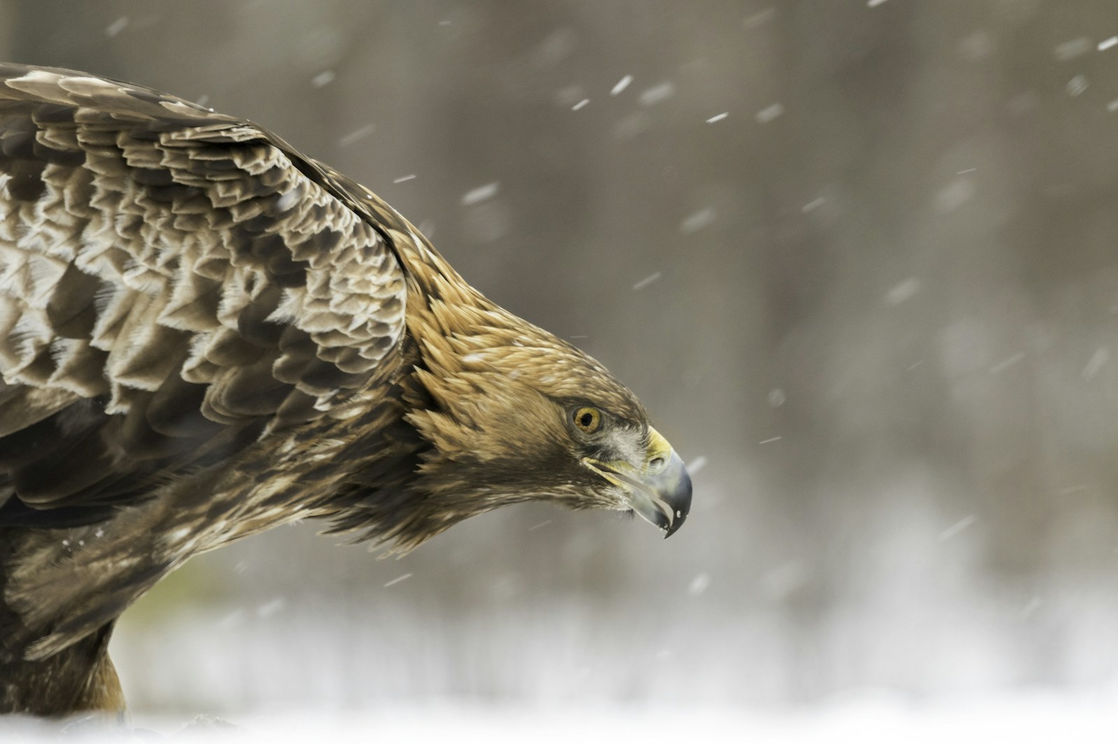 golden eagle rewilding