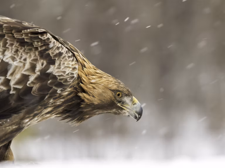 golden eagle rewilding
