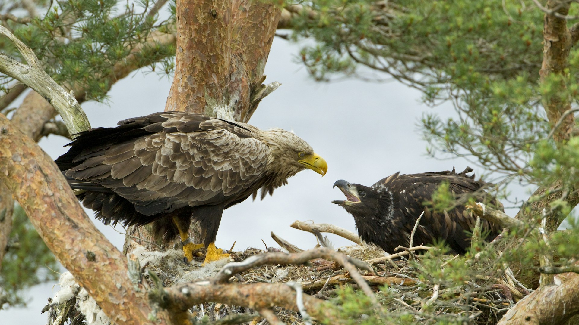 White-tailed sea eagle feeding a chick in a tree