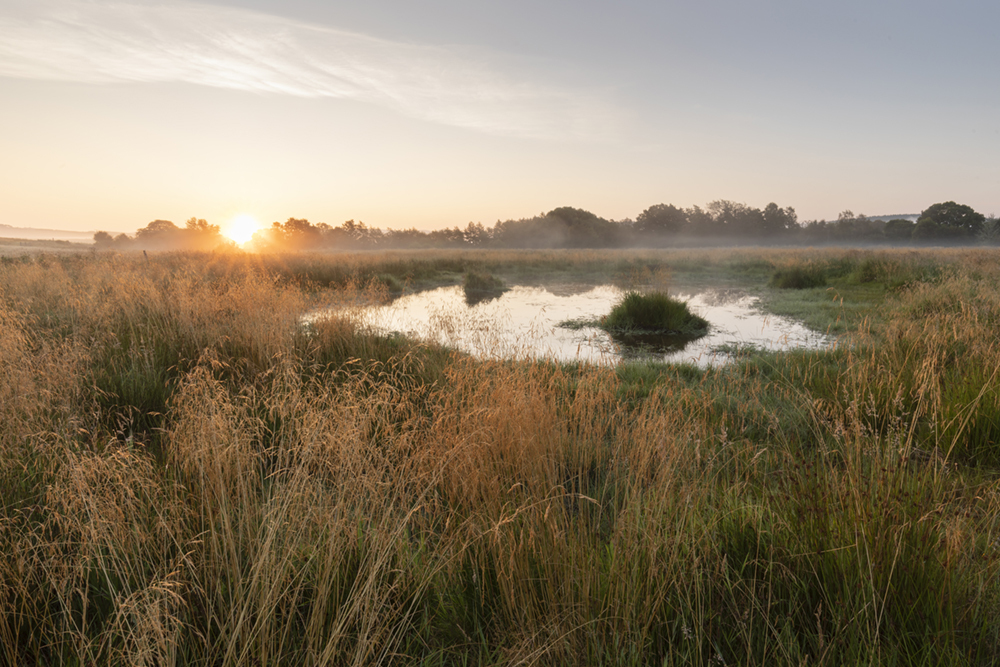 Wetland at sunrise