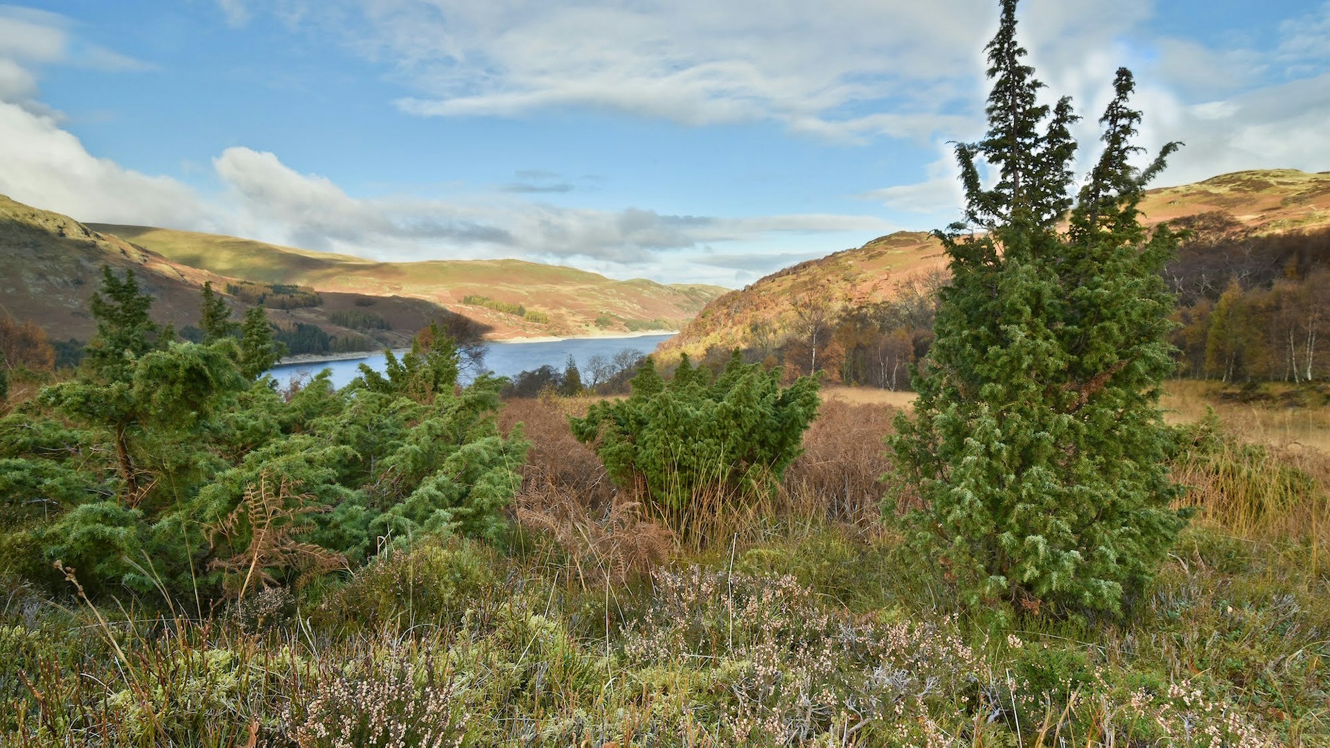 Landscape of Scrubby Haweswater, England
