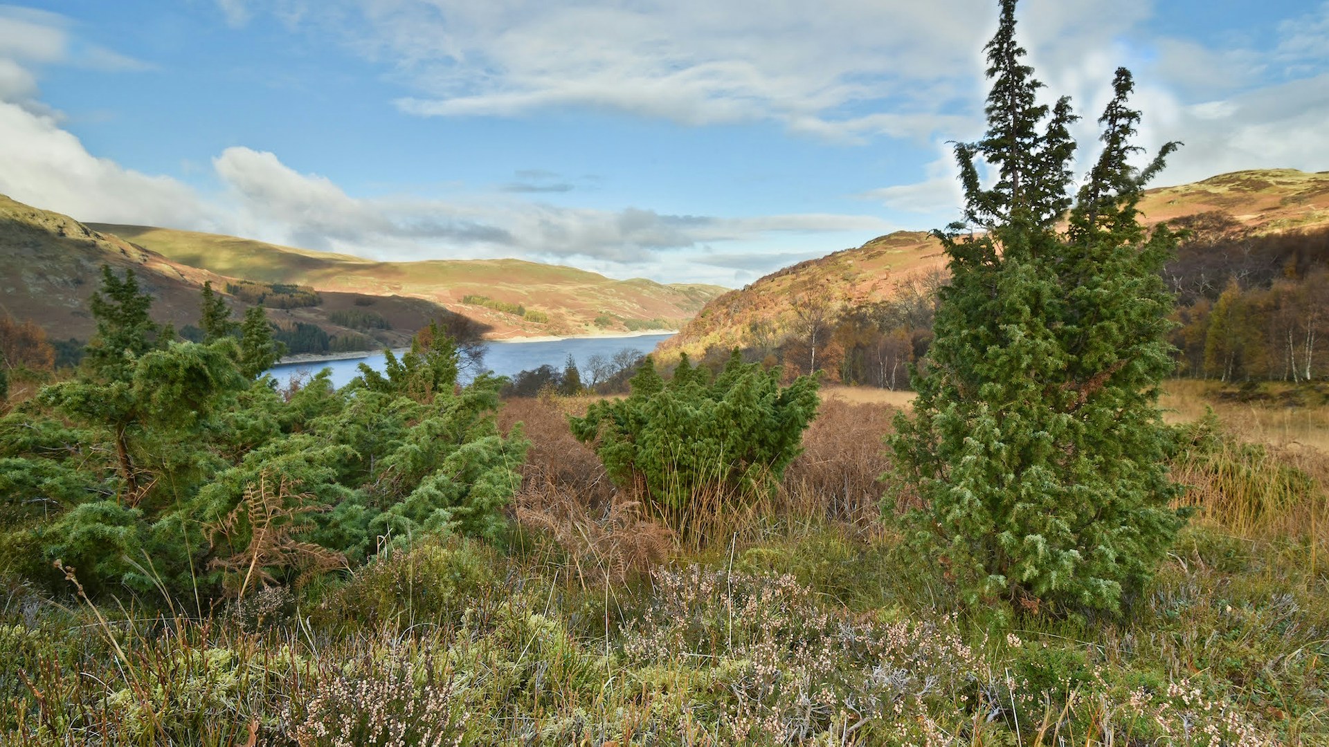 Hero Landscape of Scrubby Haweswater, England