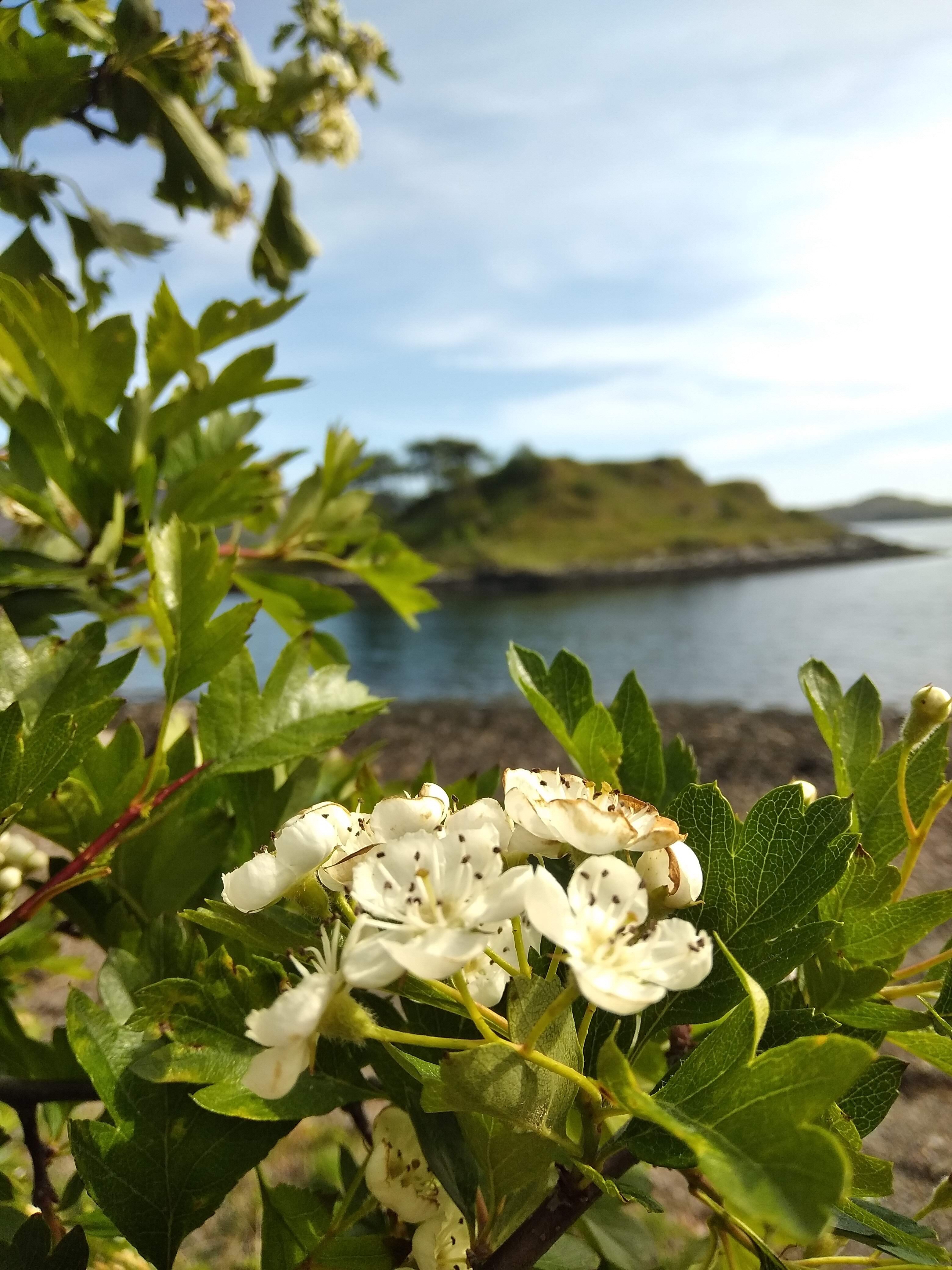 Kilchoan Estate Rewilding Project Rewilding Britain