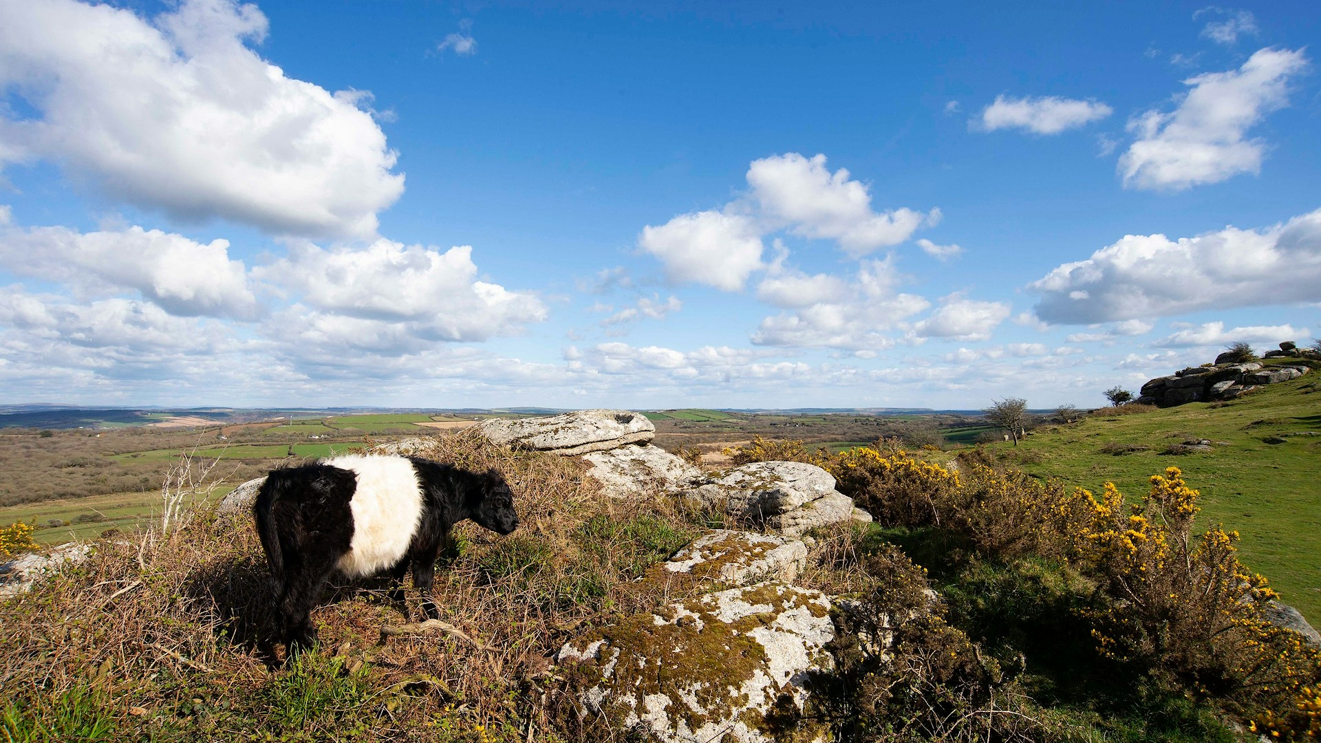 Belted galloway cow at Helman Tor Rewilding Project, Bodmin, Cornwall