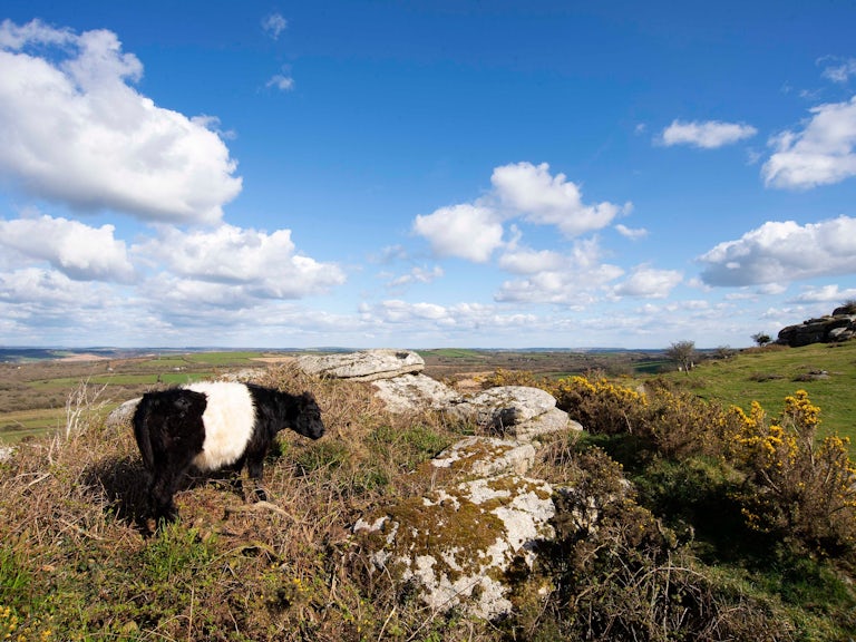 Belted galloway cow at Helman Tor Rewilding Project, Bodmin, Cornwall