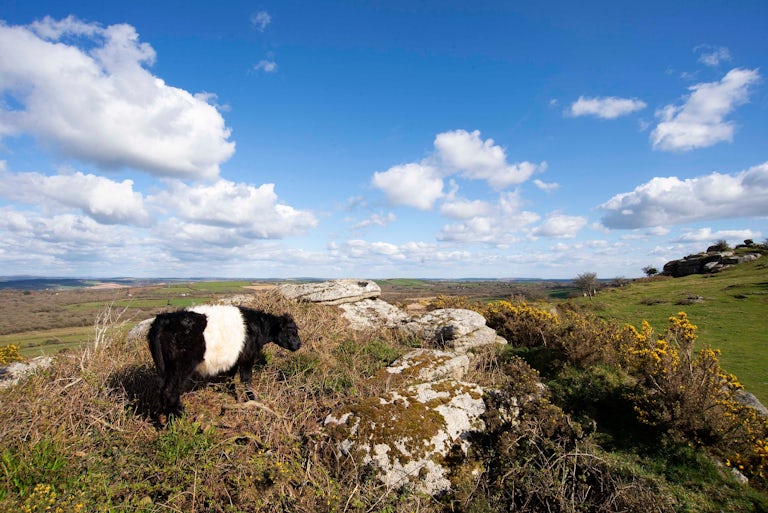 Belted galloway cow at Helman Tor Rewilding Project, Bodmin, Cornwall