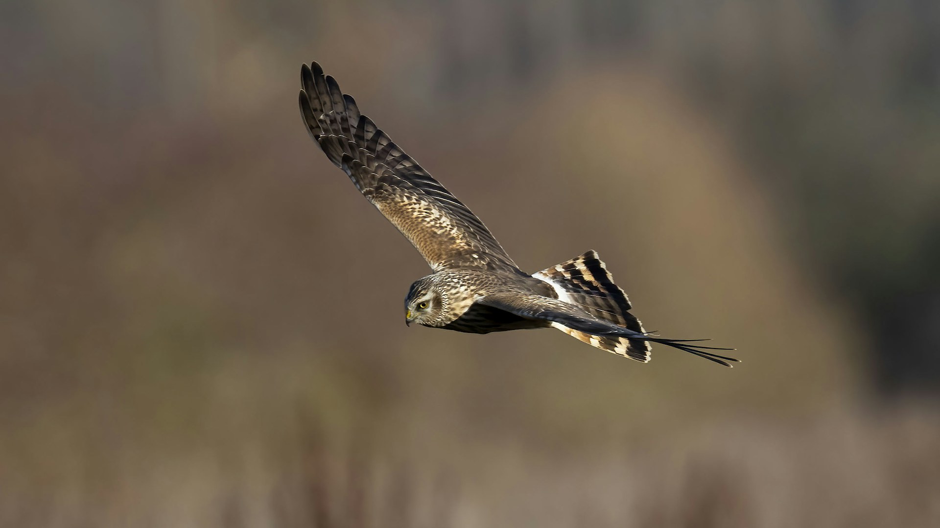 Hen harrier soaring through the air above the Wild Wrendale Rewilding Project in Searby, Lincolnshire