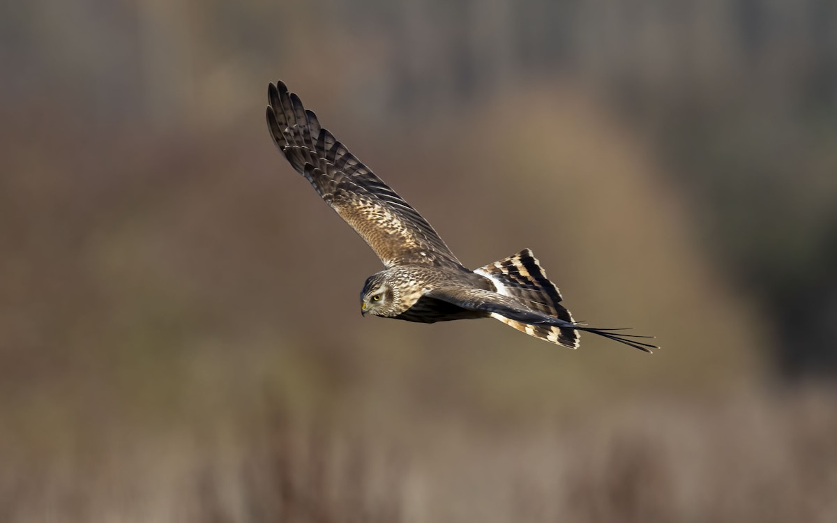 Hen harrier soaring through the air above the Wild Wrendale Rewilding Project in Searby, Lincolnshire