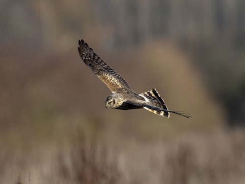 Hen harrier soaring through the air above the Wild Wrendale Rewilding Project in Searby, Lincolnshire