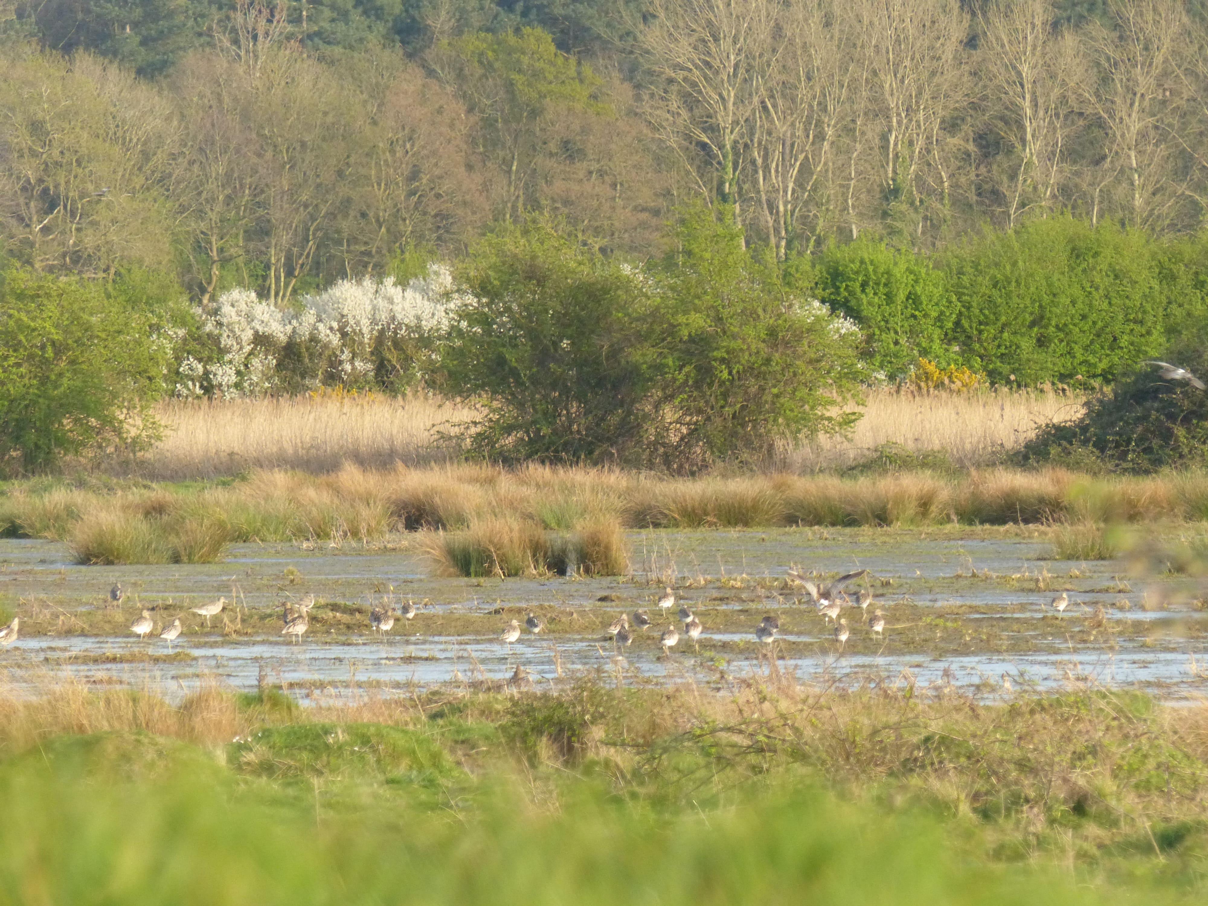Marsh birds at Wild Ken Hill
