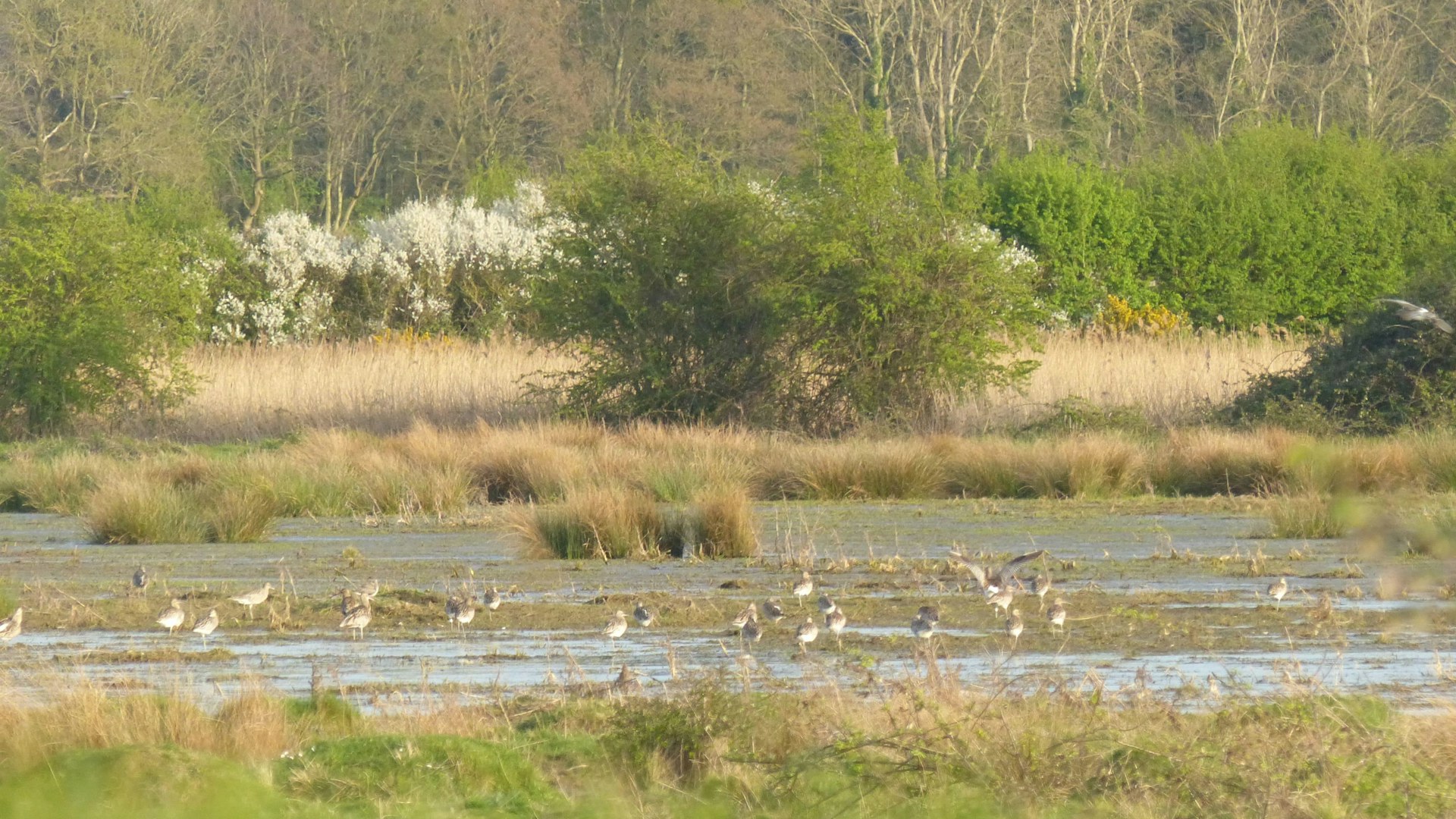 Marsh birds at Wild Ken Hill