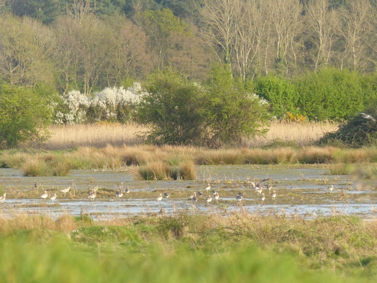 Marsh birds at Wild Ken Hill