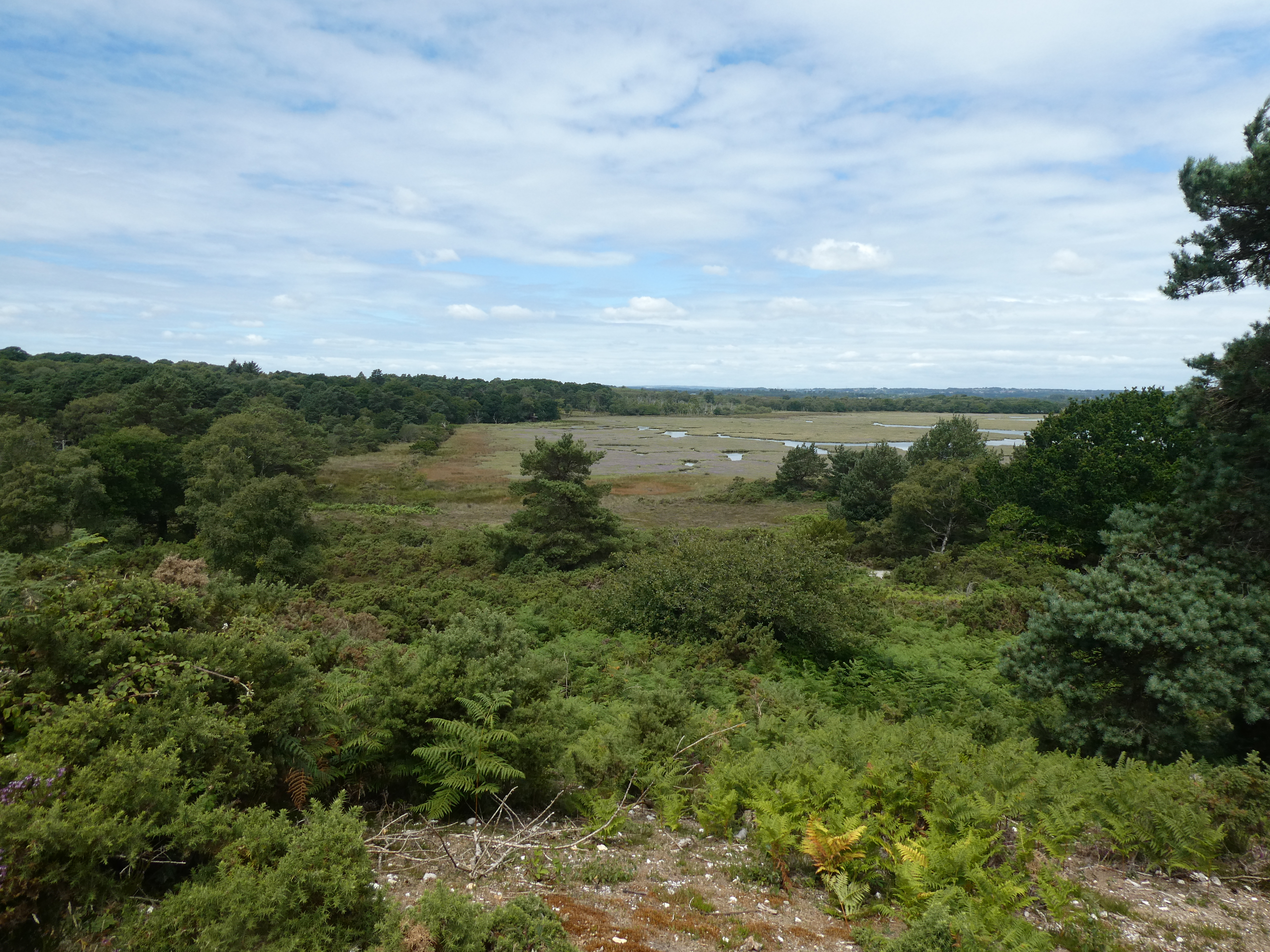 Heathland woodland and salt marsh at Purbeck Heaths