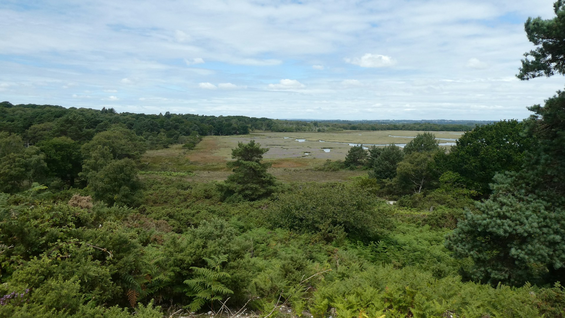 Heathland woodland and salt marsh at Purbeck Heaths