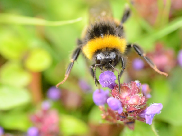 Wild garden bee gathering pollen from a purple wildflower