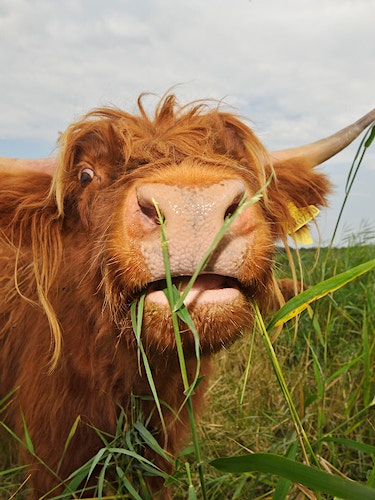 Highland cow in grass