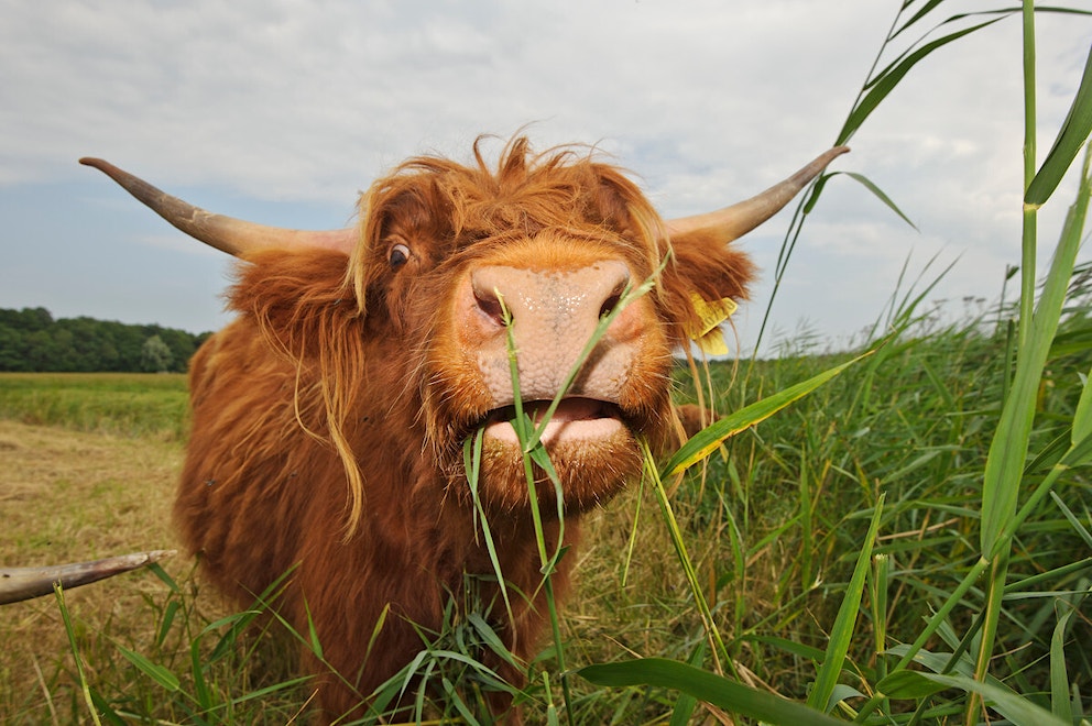 Highland cow in grass