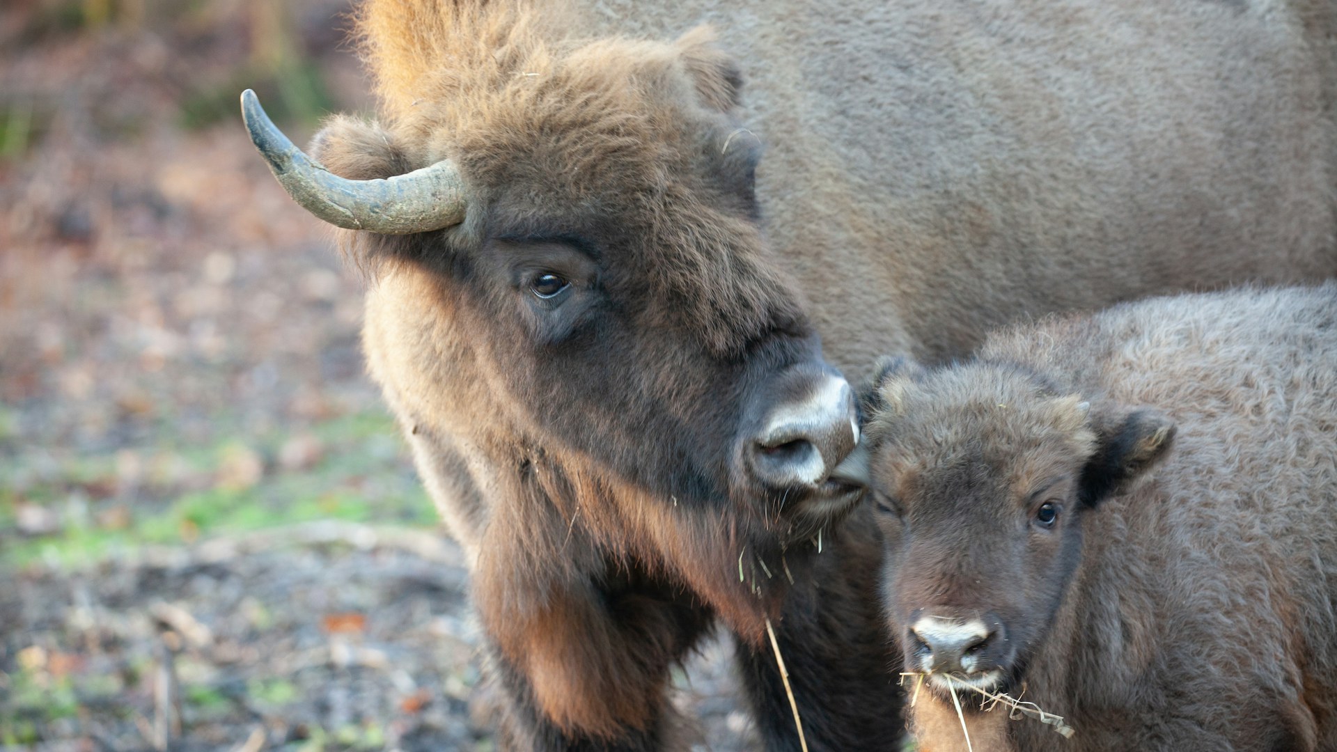 A bison calf with a female bison from the herd, photographed in Blean woods in December 2022