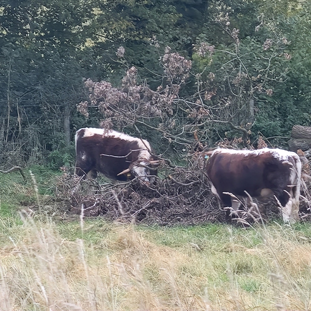Cattle at Wild Oakingham