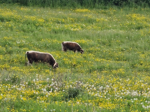 Wild Oakingham cattle
