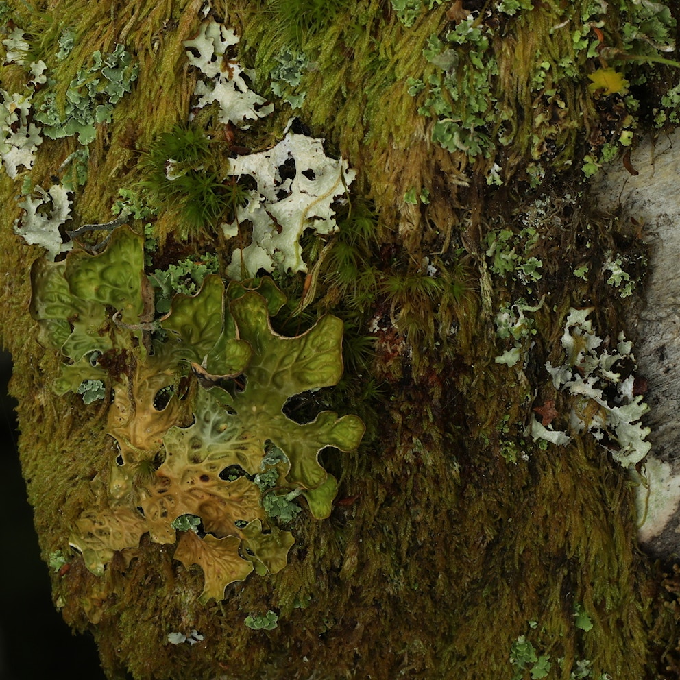Tree lungwort Lobaria pulmonaria on the moss covered trunk of a rowan Sorbus aucuparia Birchfield near Whitebridge