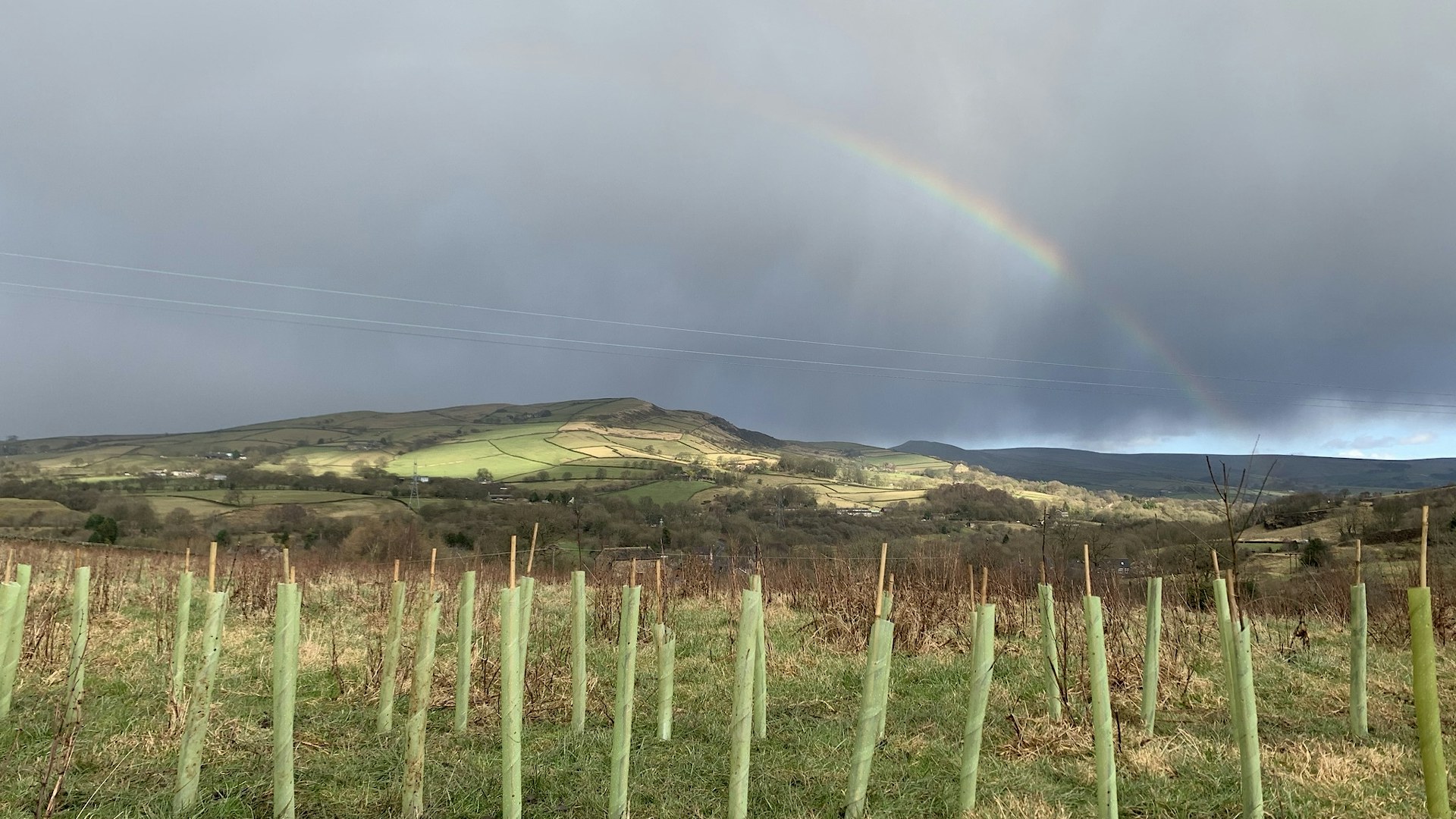 Rainbow over newly planted saplings