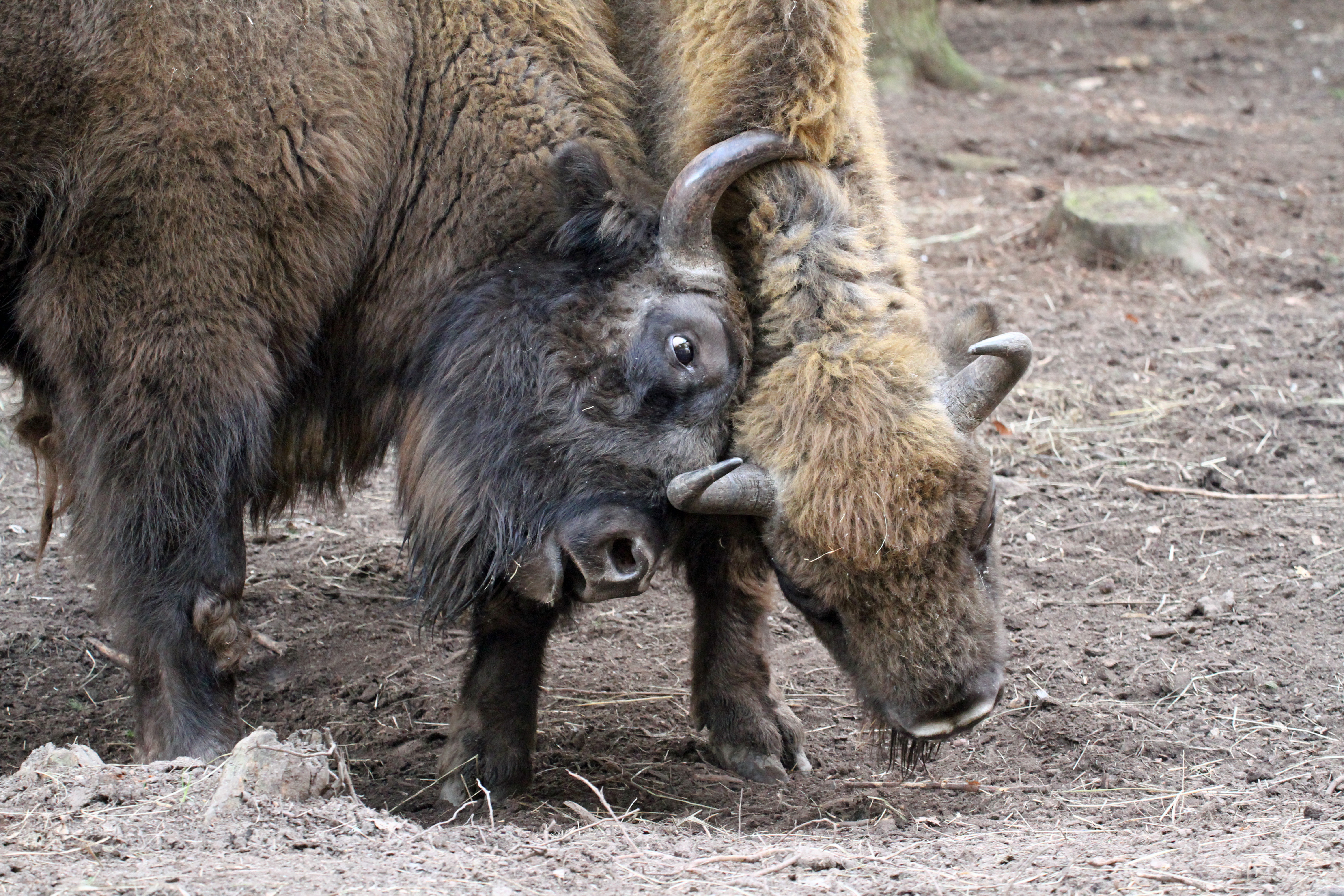 Bison at Wilder Blean
